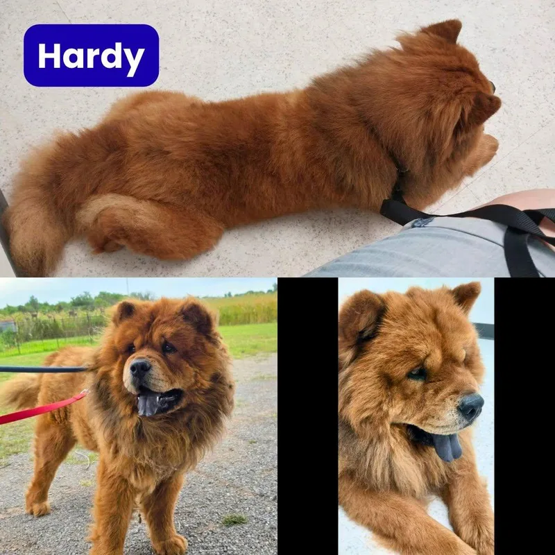 Hardy