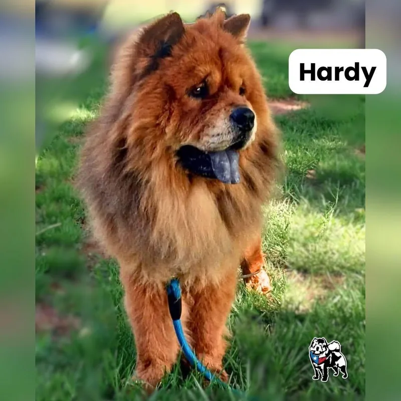 Hardy thumbnail 2