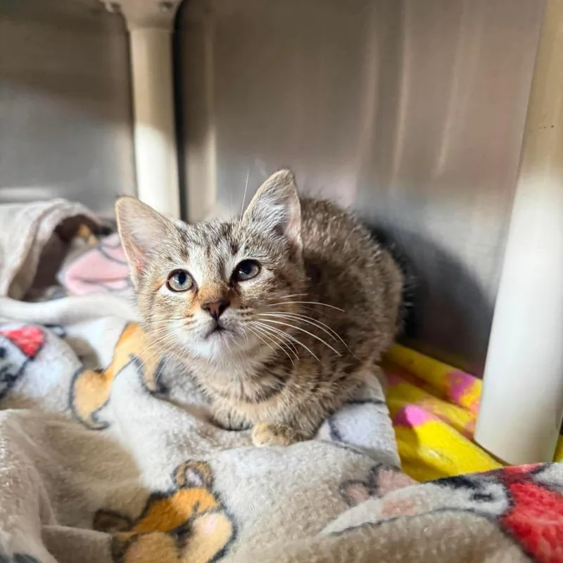 A baby small-sized female Calico Domestic Short Hair cat named Gucci for adoption in Harrisville, WV