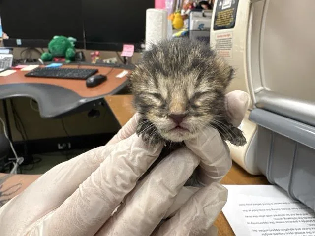 A baby small-sized male Domestic Short Hair cat named Phillip for adoption in Thousand Palms, CA