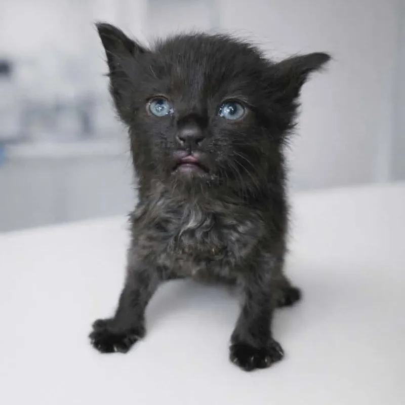 Hot And Spicy Pickles