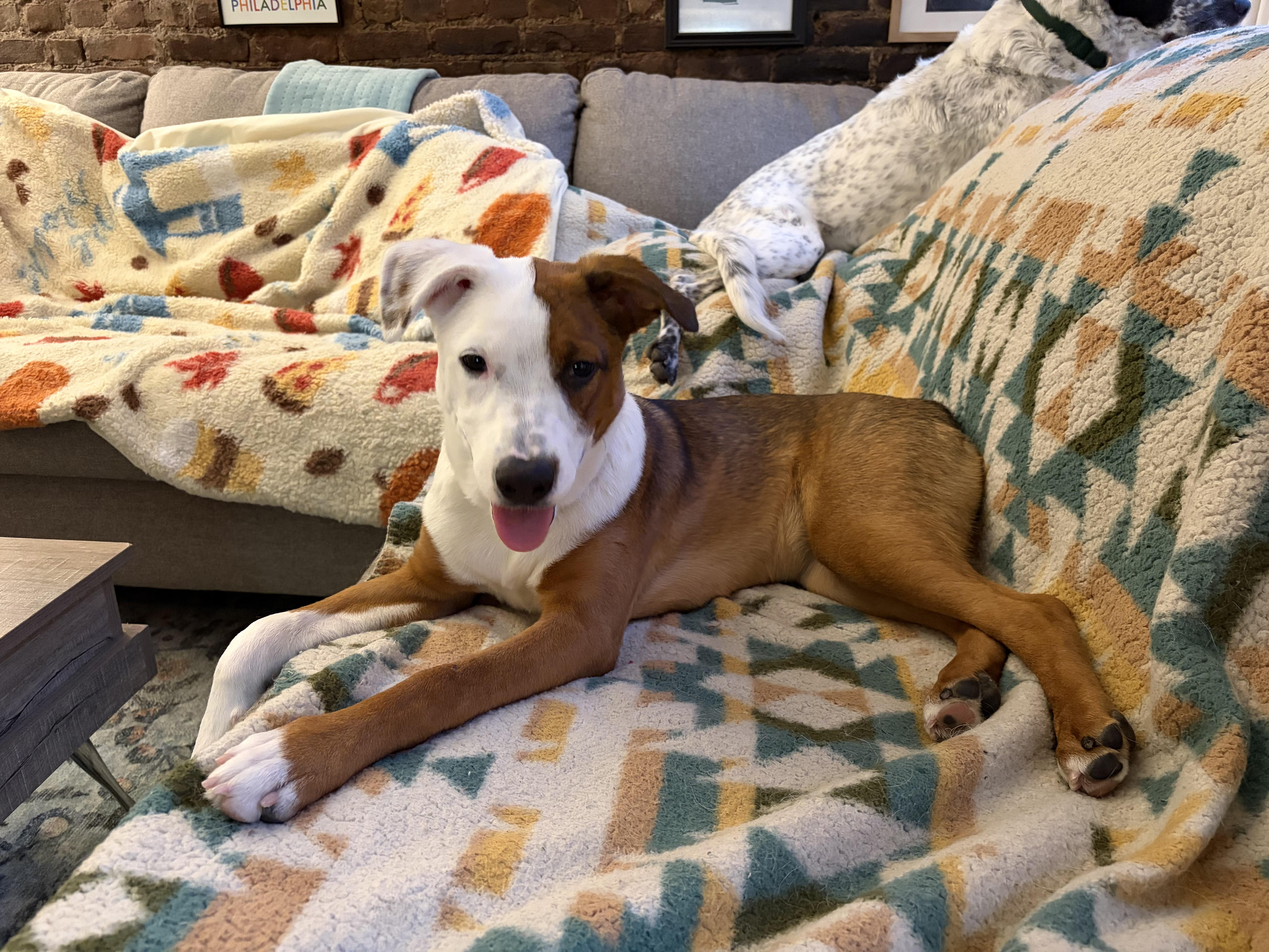 A young medium-sized female Mixed Breed dog named Faith for adoption in New York, NY