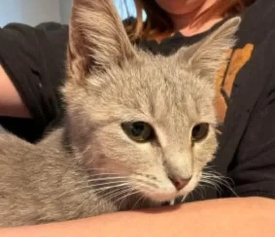 A baby medium-sized female Domestic Short Hair cat named Tiny Pockets for adoption in Miami, OK