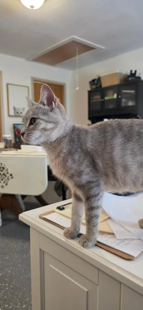 Tiny Pockets thumbnail 2