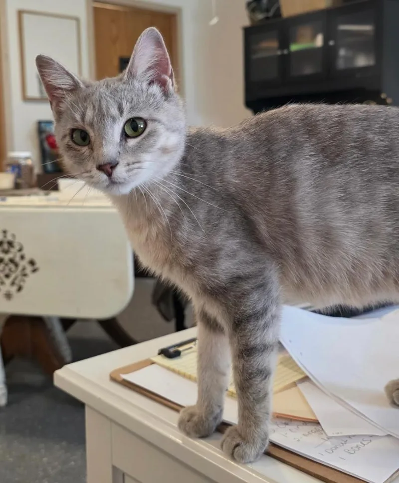 Tiny Pockets thumbnail 4