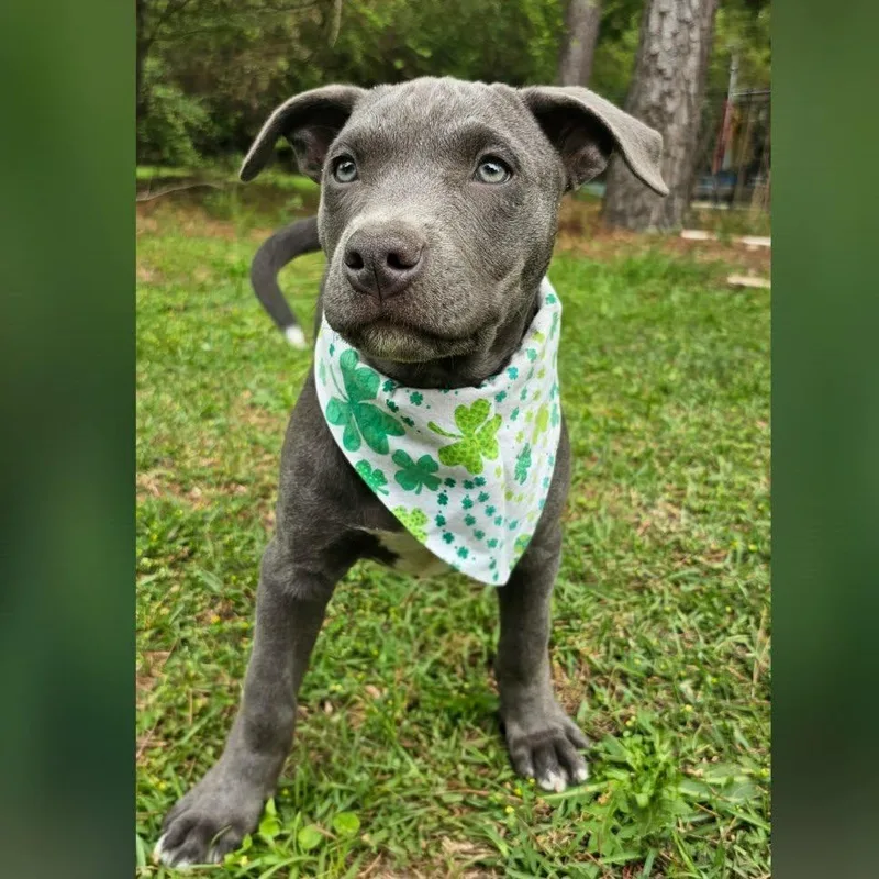 A baby medium-sized male Gray / Blue / Silver Mixed Breed dog named Brody for adoption in BONIFAY, FL