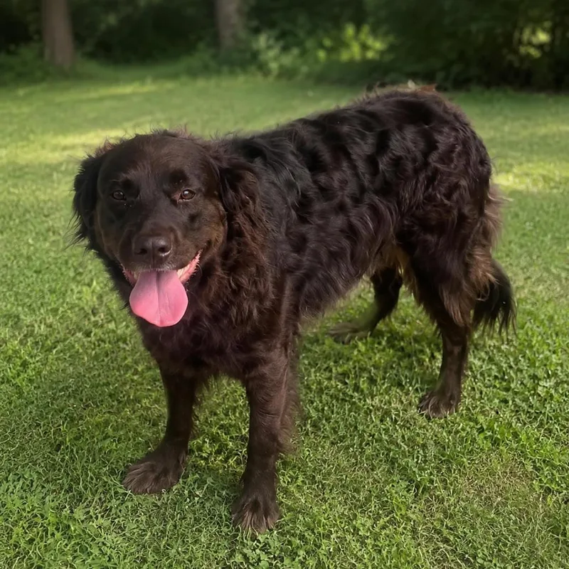 An adult large-sized female Border Collie dog named Stella for adoption in Eufaula, AL