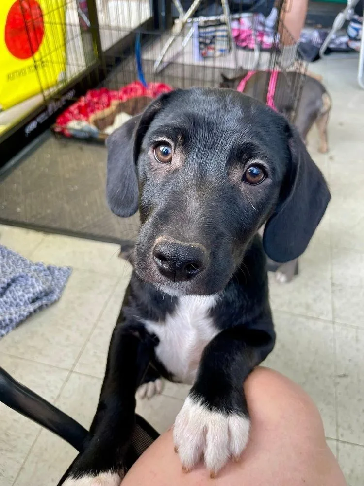 A baby medium-sized male Jack Russell Terrier dog named Brody for adoption in Shawnee, OK