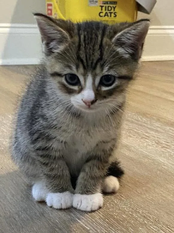 A baby large-sized male Domestic Short Hair cat named Doug for adoption in Oakboro , NC