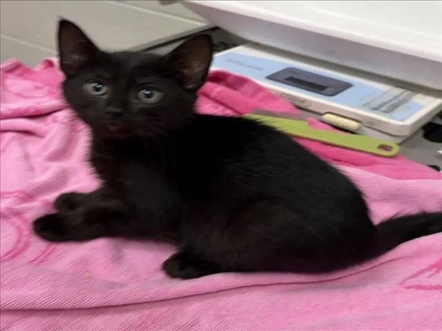 A baby small-sized female Domestic Short Hair cat named Candy for adoption in Derwood, MD