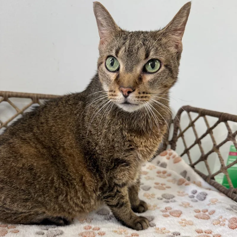 An adult large-sized female Brown / Chocolate Domestic Short Hair cat named Avalanche for adoption in Houston, TX