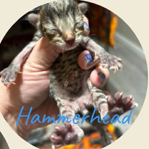 A baby small-sized male Gray / Blue / Silver Domestic Short Hair cat named Hammerhead for adoption in DeKalb, IL