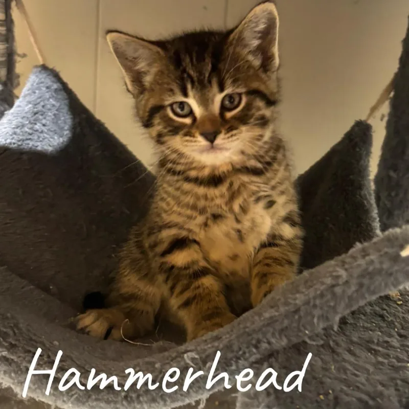 Hammerhead thumbnail 2