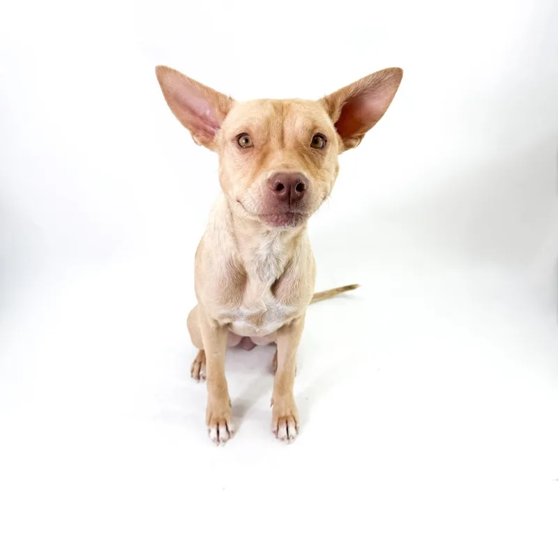 A young small-sized female Golden Chihuahua dog named Sol for adoption in Scottsdale, AZ