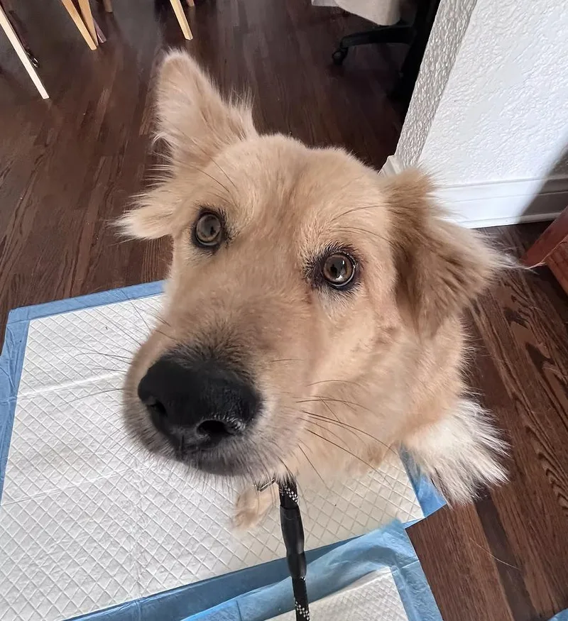 Stardust thumbnail 2