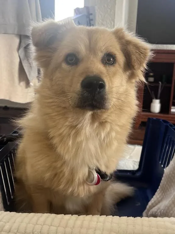 Stardust thumbnail 3