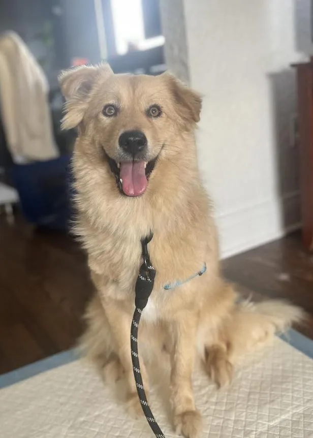 Stardust thumbnail 4