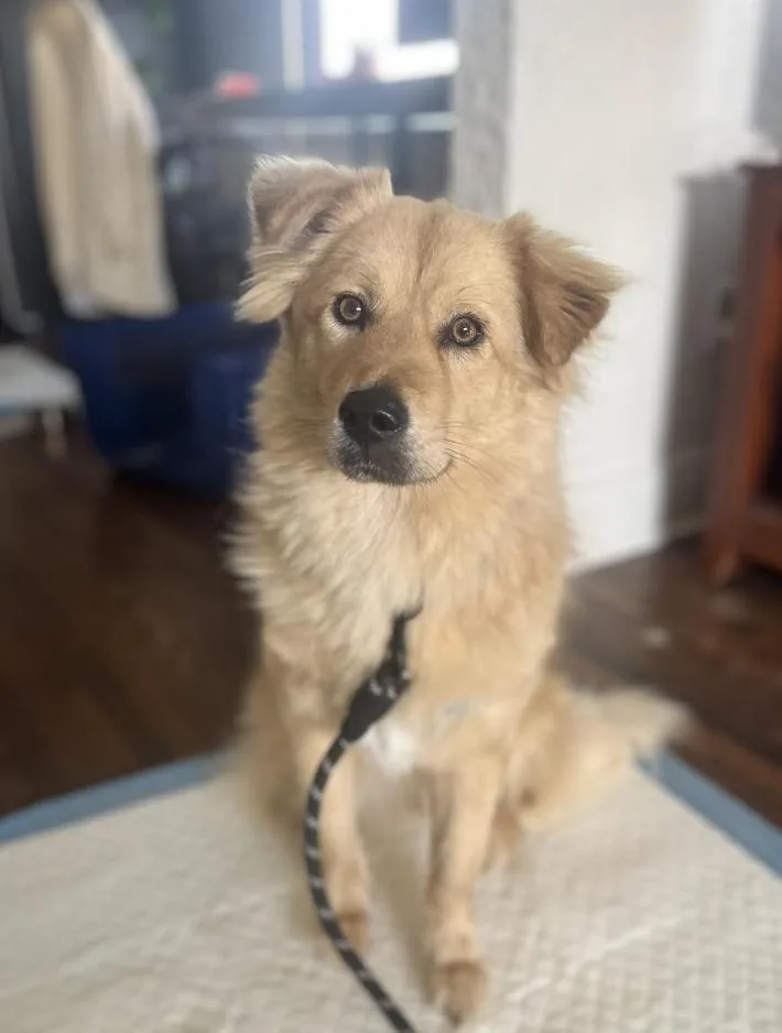 Stardust thumbnail 5