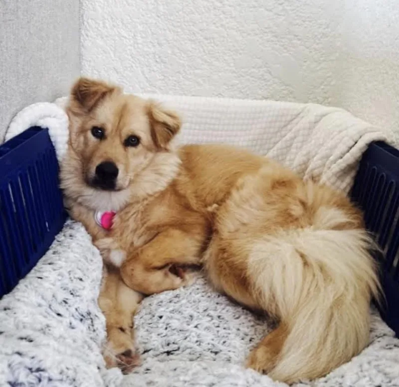 Stardust thumbnail 6