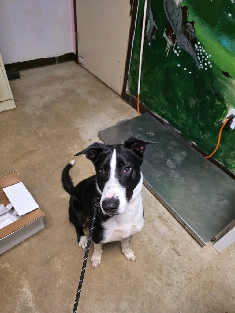 A young medium-sized male Border Collie dog named Orange for adoption in New Braunfels, TX