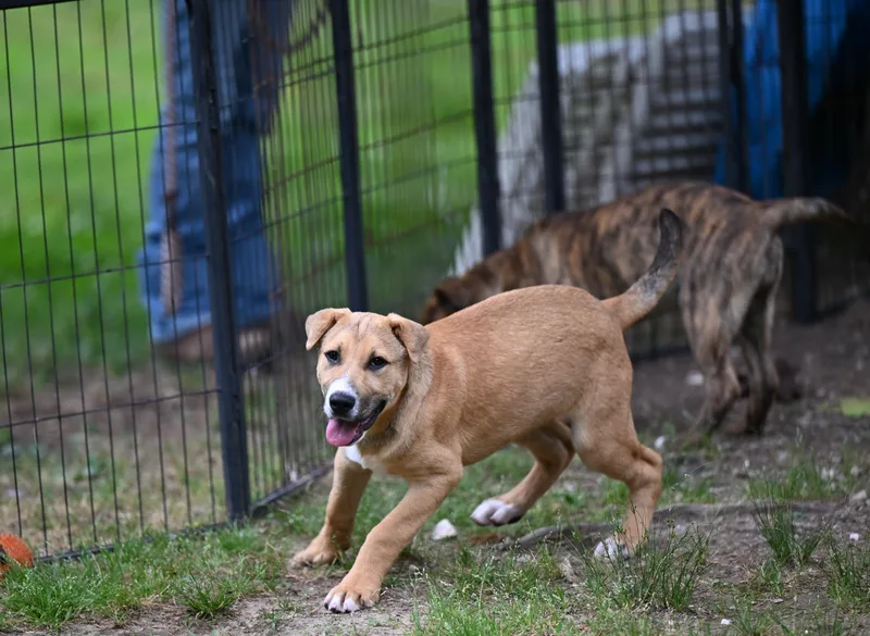 A young medium-sized male Yellow / Tan / Blond / Fawn Mixed Breed dog named Chief for adoption in Medfield, MA