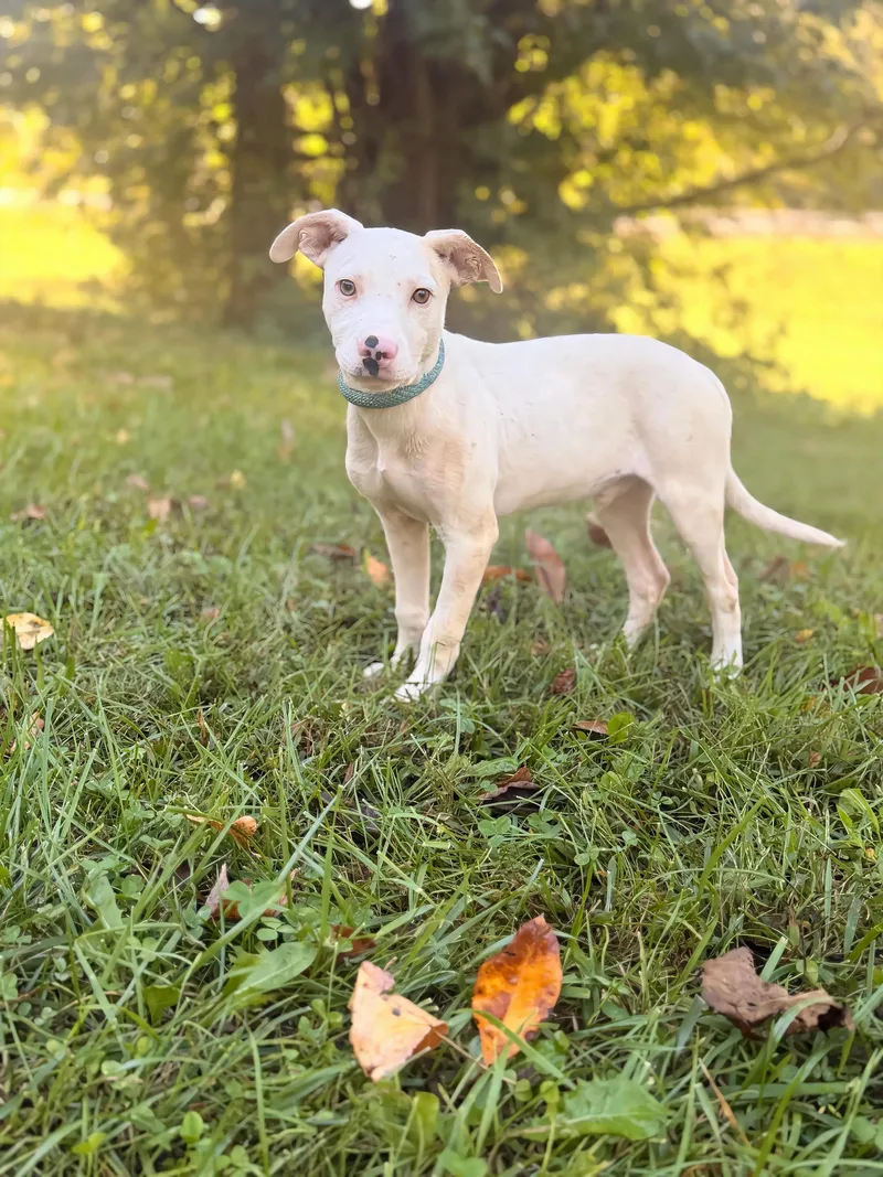 A young small-sized male White / Cream Terrier dog named Gabe Transport for adoption in Gradyville, KY