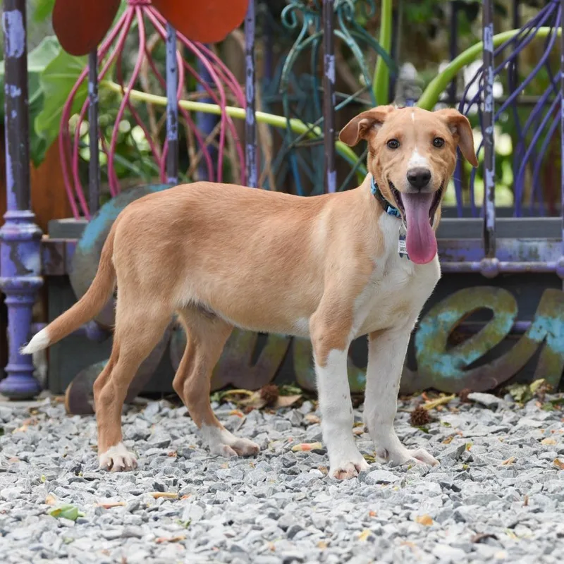 A baby medium-sized male Yellow / Tan / Blond / Fawn Labrador Retriever dog named Aristotle for adoption in Wake Forest, NC