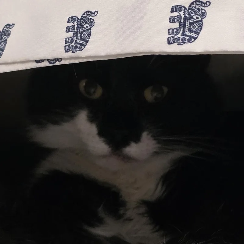 An adult large-sized male Domestic Medium Hair cat named Isaac for adoption in Kennebunk, ME