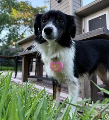 Paprika Smith