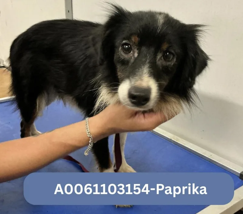 Paprika Smith thumbnail 2