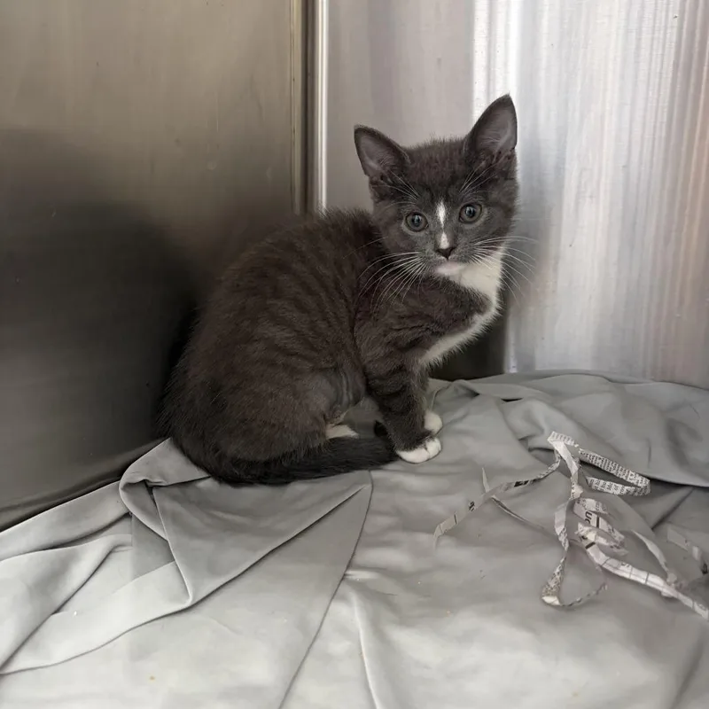 A baby small-sized female Gray / Blue / Silver Domestic Short Hair cat named Oatmeal for adoption in Philadelphia, PA
