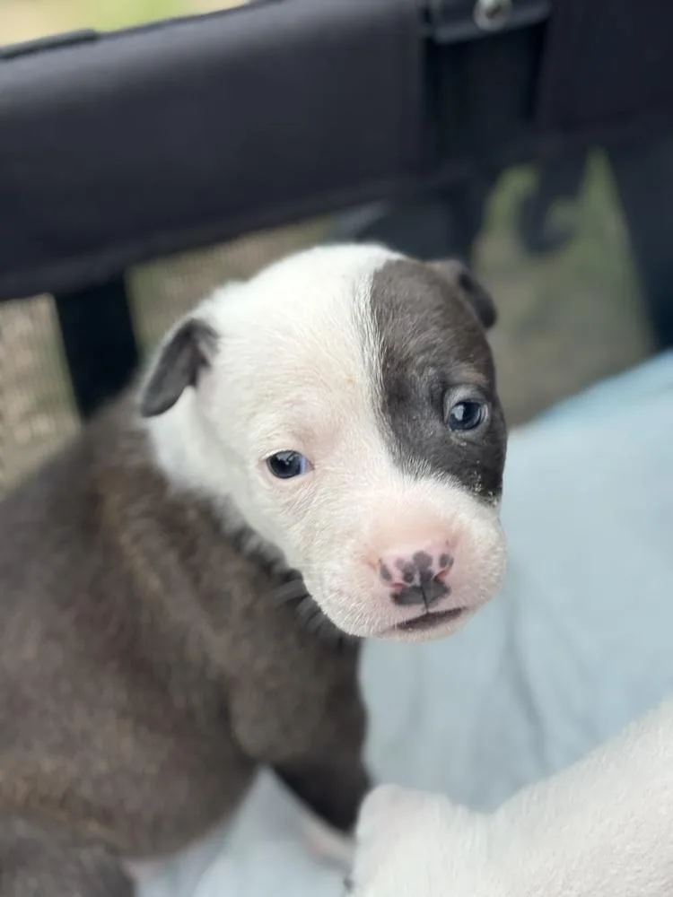 A baby medium-sized male Tricolor (Brown, Black, & White) Mixed Breed dog named Racko for adoption in Clinton Township, MI