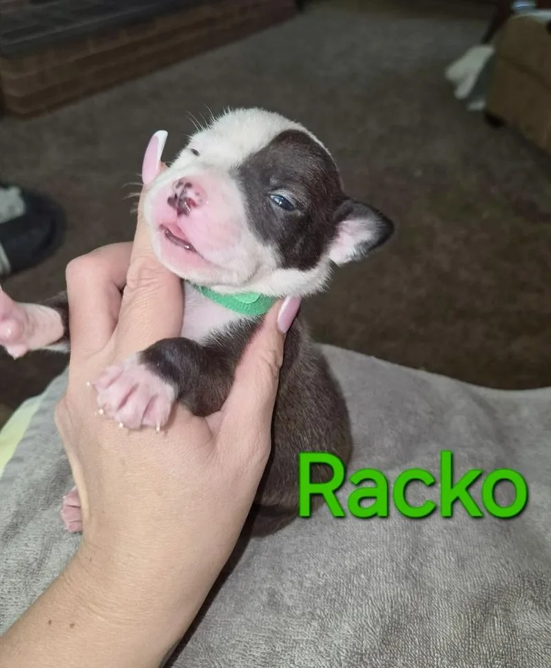 Racko thumbnail 3