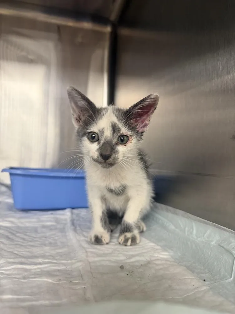 A baby small-sized male Gray & White Domestic Short Hair cat named Terry for adoption in Crystal Springs, MS