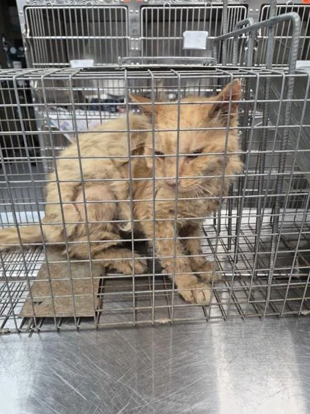A senior medium-sized male Domestic Medium Hair cat named Pen  Andy for adoption in Lawrenceville, GA