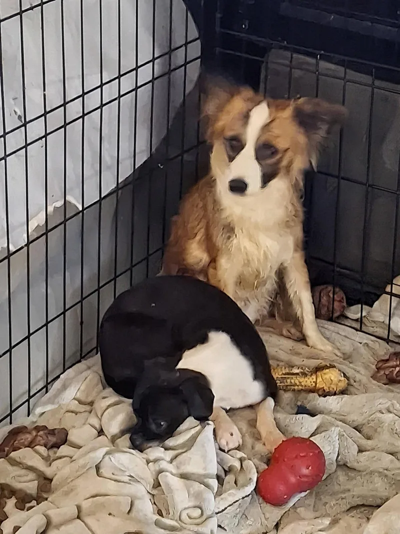 A young small-sized female Tricolor (Brown, Black, & White) Shetland Sheepdog / Sheltie dog named Bella for adoption in Cottonwood, CA