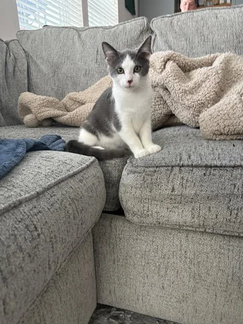 A baby small-sized male Domestic Short Hair cat named Doc for adoption in Charlotte, NC