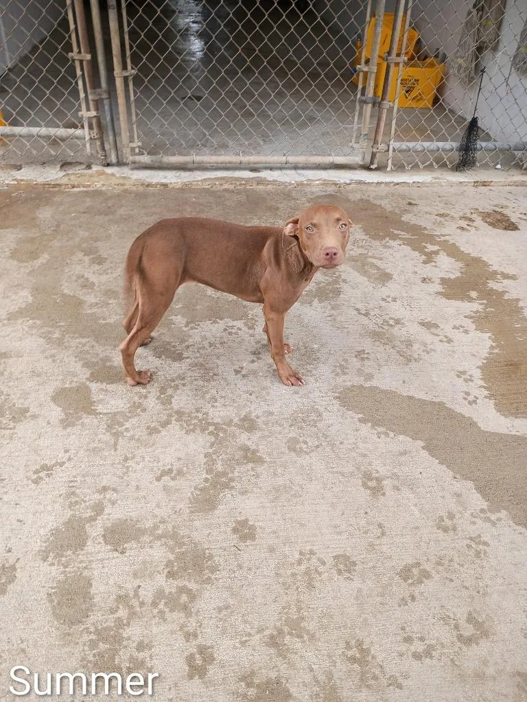A baby small-sized female Vizsla dog named Summer for adoption in Albany, GA