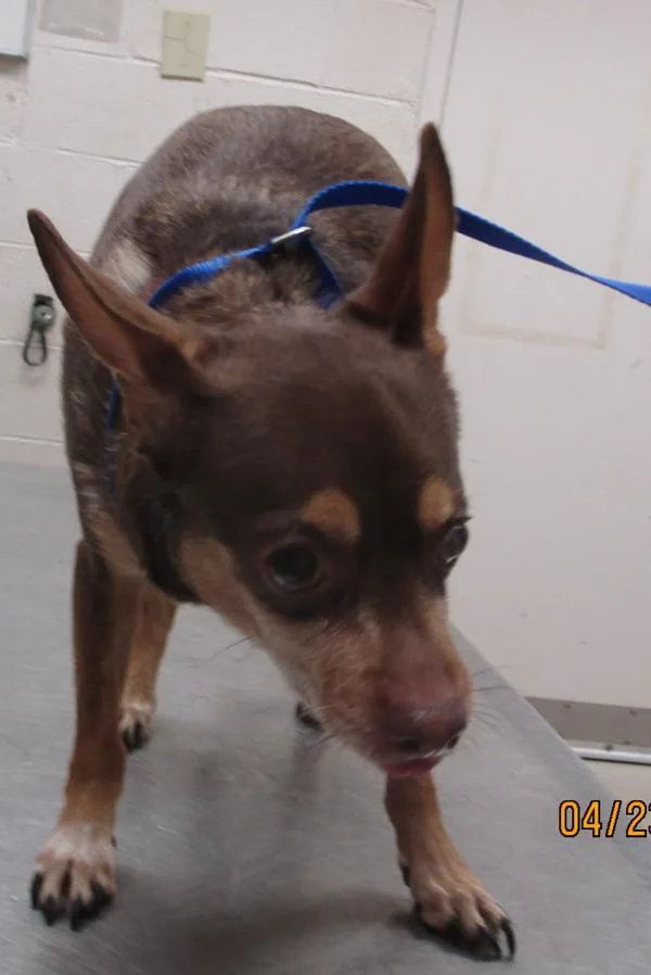An adult small-sized male Chihuahua dog named Hershey for adoption in Marietta, GA
