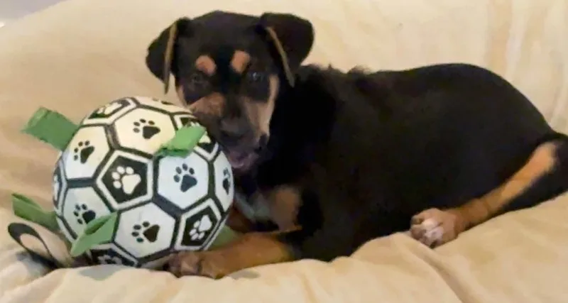 Matilda thumbnail 3