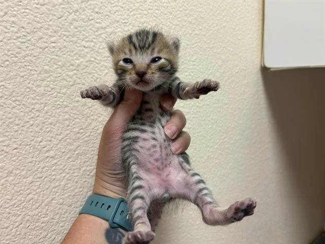 A baby small-sized male Domestic Short Hair cat named Sleepy for adoption in Fairfield, CA