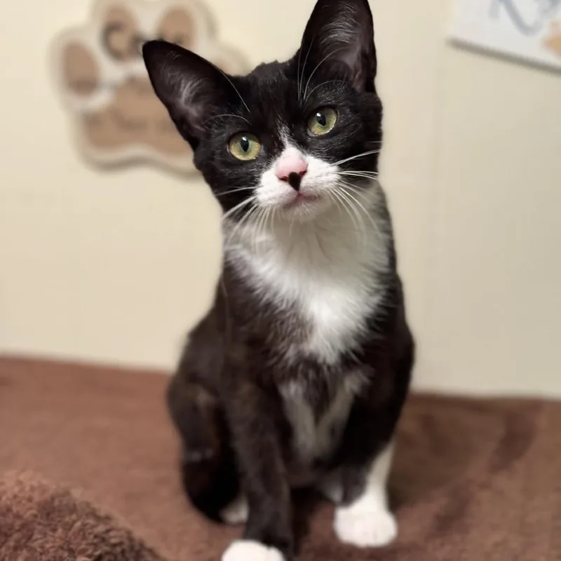 A baby small-sized female Black Domestic Short Hair cat named Penelope for adoption in Folsom, LA