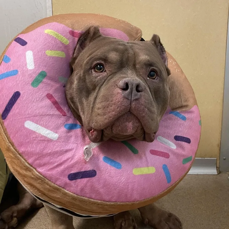 Big Mack thumbnail 3