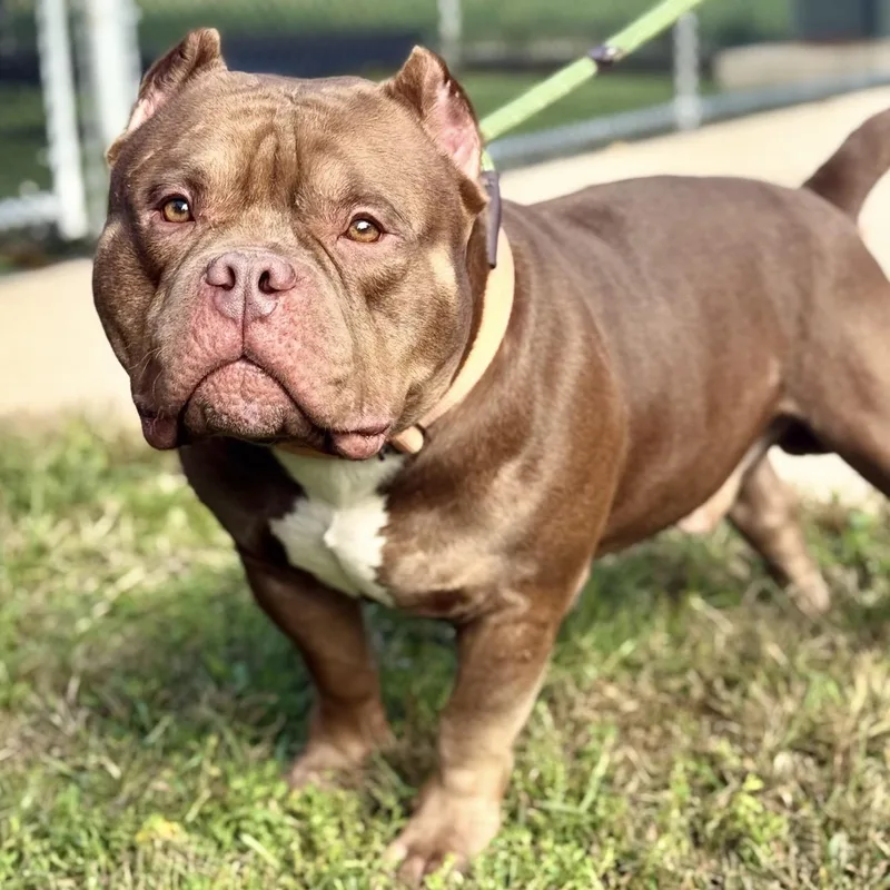 Big Mack thumbnail 4