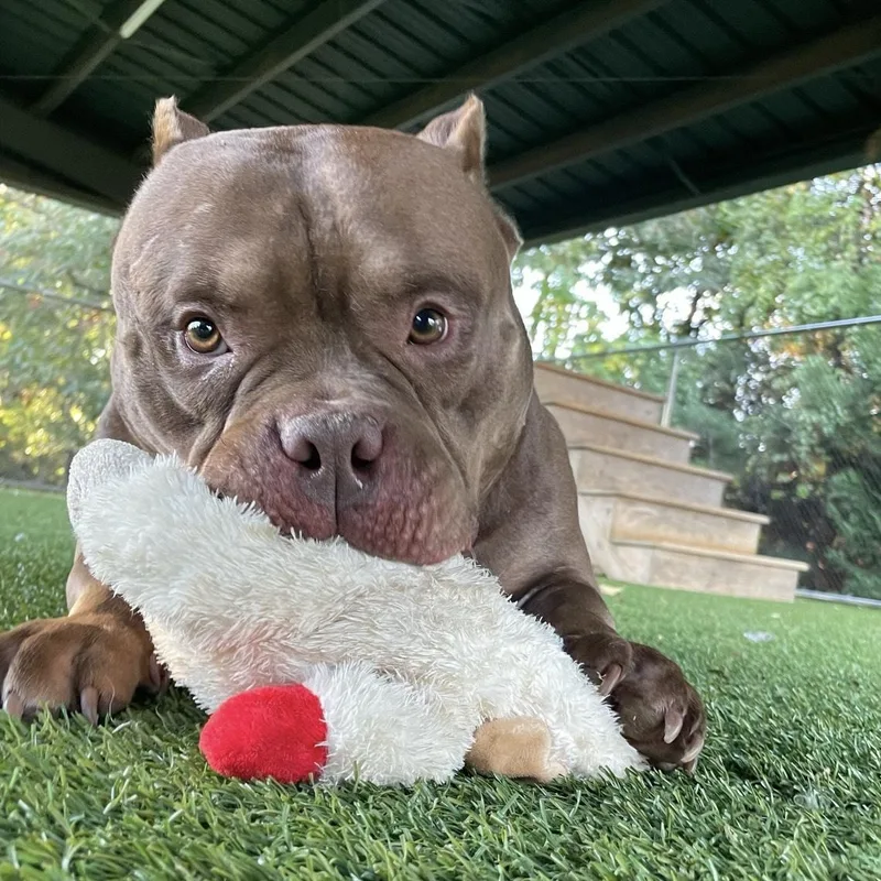 Big Mack thumbnail 5