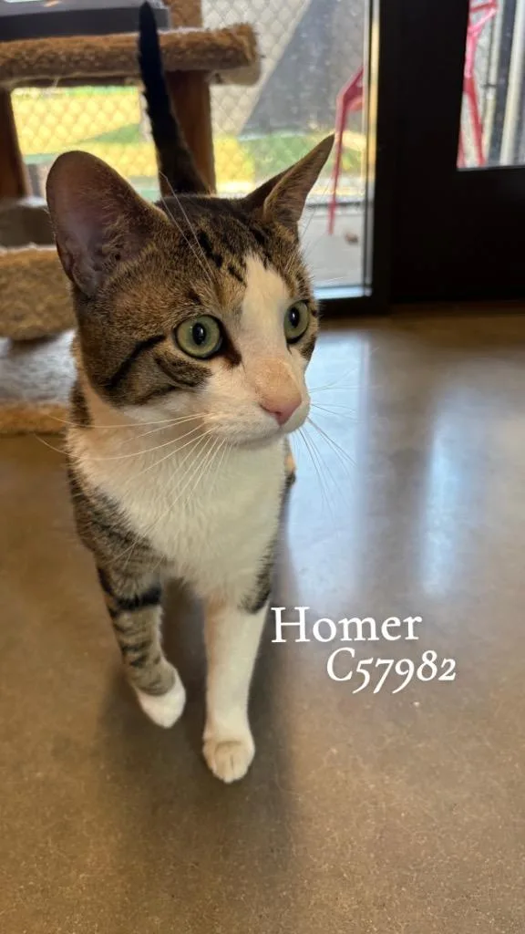 A young medium-sized male Domestic Short Hair cat named Homer for adoption in Clarksville, TN