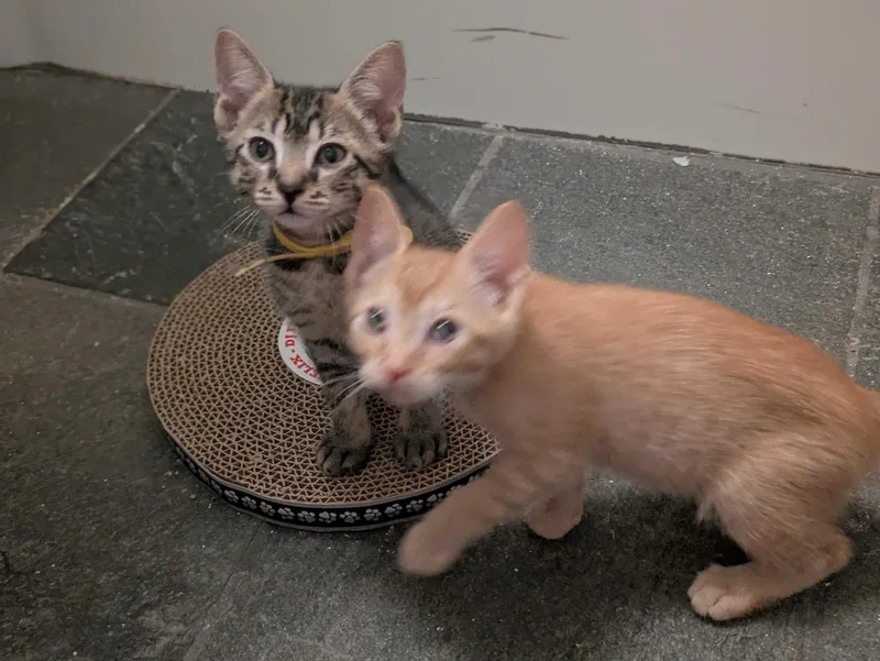 A baby large-sized male Tabby (Orange / Red) Domestic Short Hair cat named Sol And Hizashi for adoption in Seattle, WA