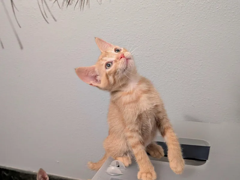 Sol And Hizashi thumbnail 5