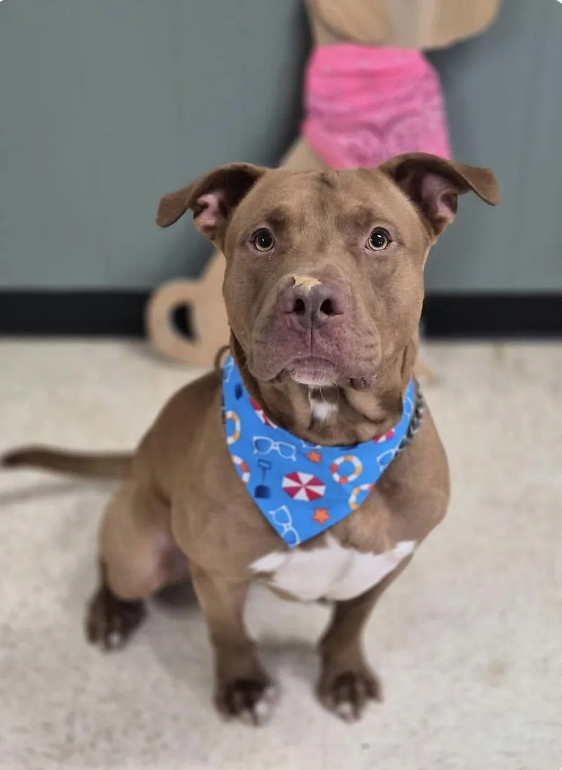 An adult large-sized male Brown / Chocolate American Staffordshire Terrier dog named Titan for adoption in Watertown, CT