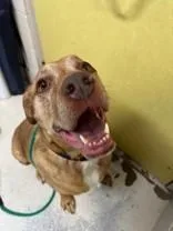 A senior large-sized male Red / Chestnut / Orange Mixed Breed dog named Sunny for adoption in Manitowoc, WI